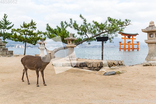 Image of Torii of miyajima and deer