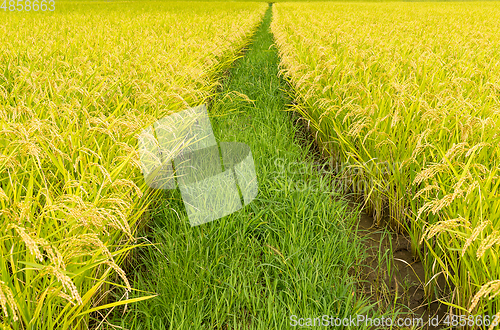 Image of Paddy rice field