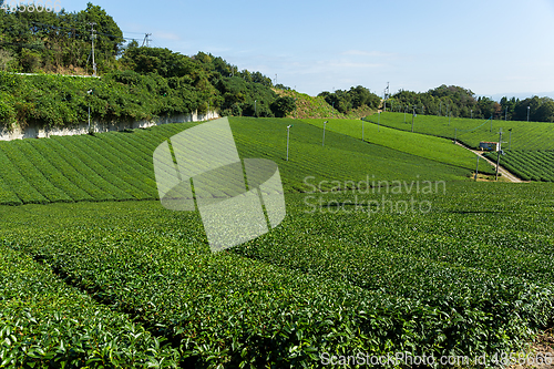 Image of Green tea farm