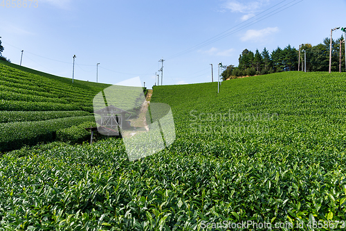 Image of Fresh Tea field