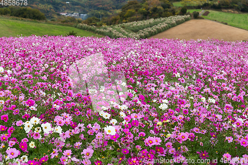 Image of Cosmos flowers blooming