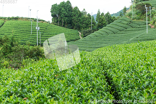 Image of Green tea farm