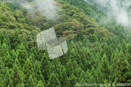 Image of Forest with sea of cloud