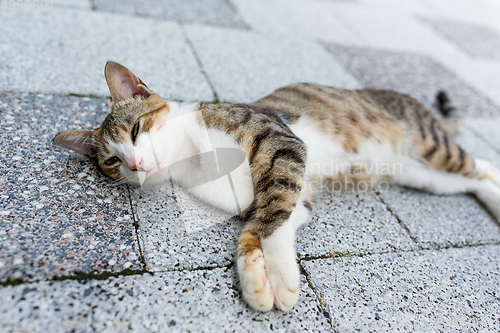 Image of Cat lying on road