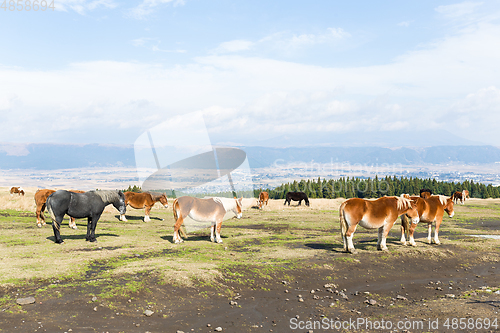 Image of Group of horse in pasture