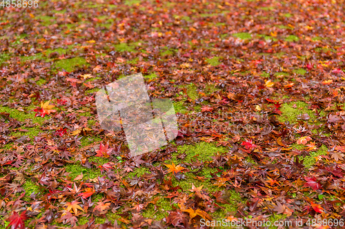 Image of Ground with maple leaves