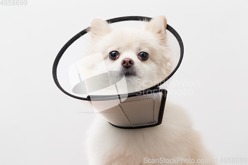Image of White Pomeranian wearing protective collar