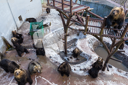 Image of Many Bear in zoo