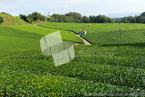 Image of Tea farm