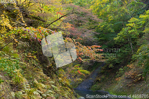 Image of Naruko Gorge Autumn leaves
