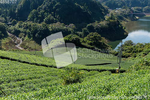 Image of Fresh Green tea plant