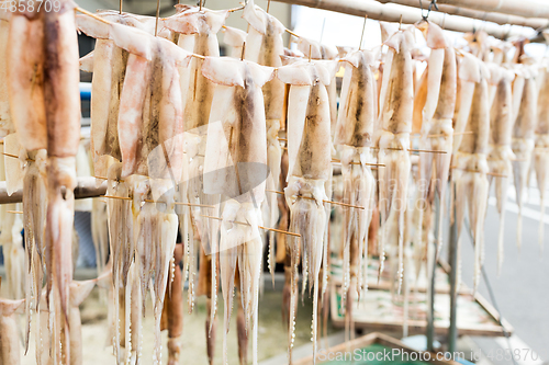 Image of Dry squid hanging at outdoor