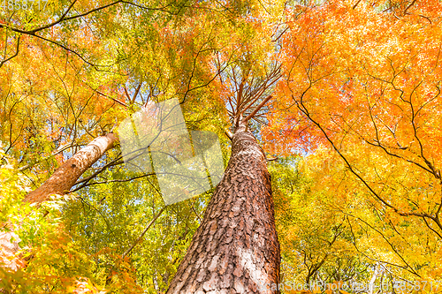 Image of Maple Tree in Autumn