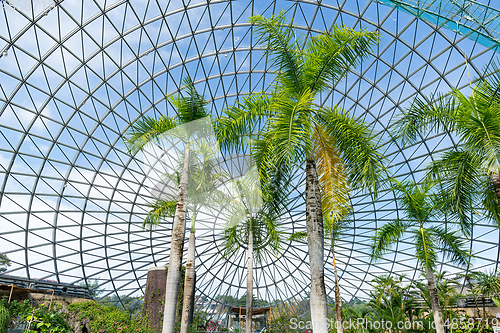 Image of Green house with pine tree