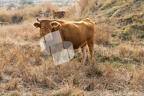 Image of Cow farm