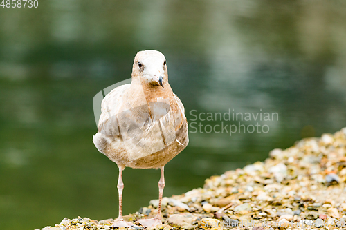 Image of Seagull