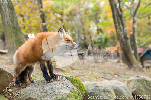 Image of Red fox standing on rock