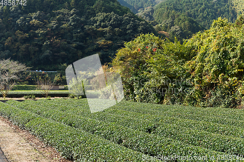 Image of Green tea farm