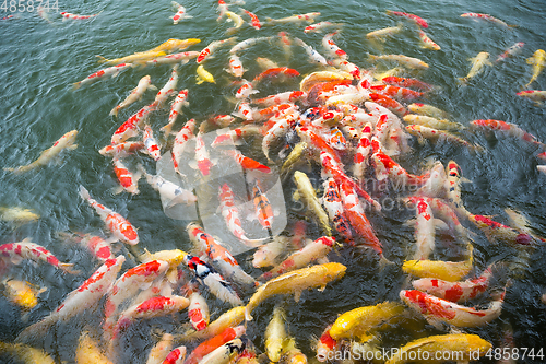 Image of Koi fish in pond