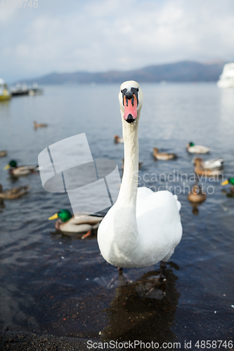 Image of Swan with ducks swimming in the water