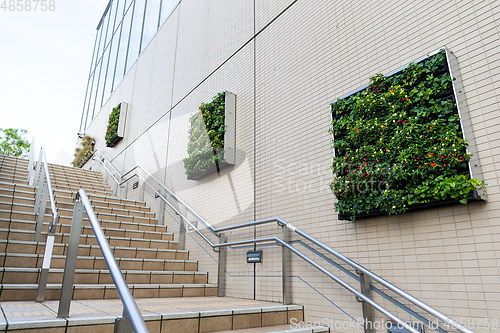 Image of Green plant on the wall