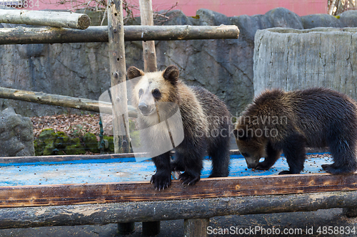 Image of Young bear at zoo