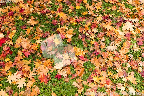 Image of Maple leaves on the ground