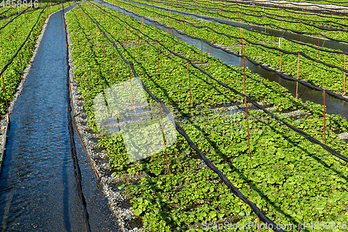 Image of Green wasabi field