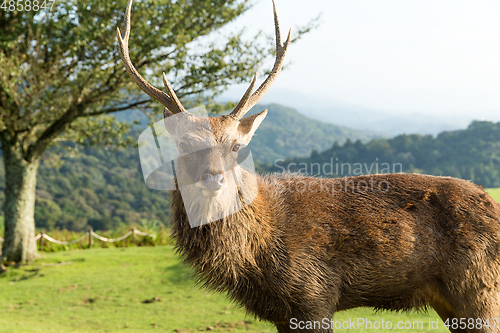 Image of Stag deer close up
