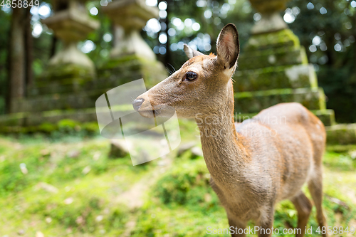 Image of Deer in japanese temple