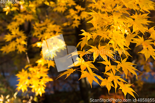 Image of Maple leave in yellow