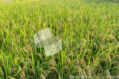 Image of Paddy Rice field