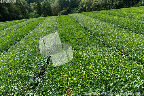 Image of Green tea plantation