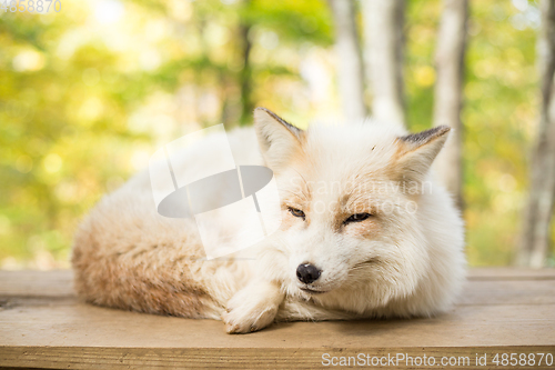 Image of Sleepy fox