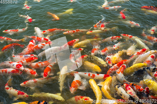 Image of Koi fish in the pond