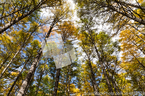 Image of Forest in Autumn