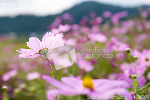 Image of Purple Cosmos flower meadow 