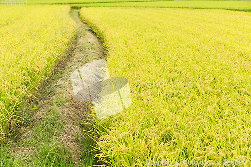 Image of Paddy rice field