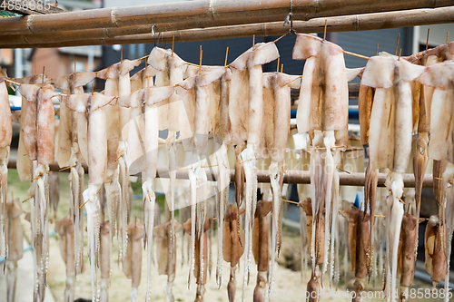 Image of Squid hanging on the stand