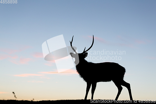 Image of Silhouette of deer 