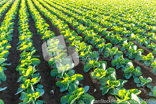 Image of Green Lettuce farm