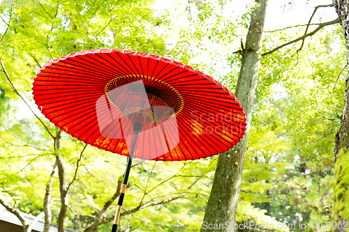 Image of Traditional umbrella with green tree