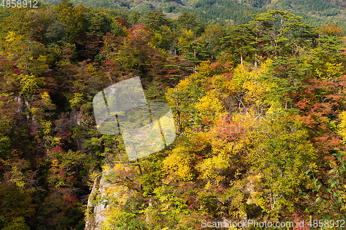 Image of Autumn Naruko canyon