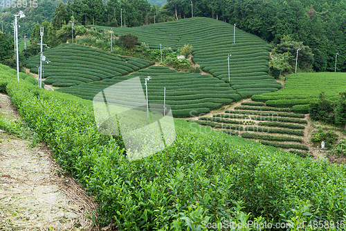Image of Tea meadow