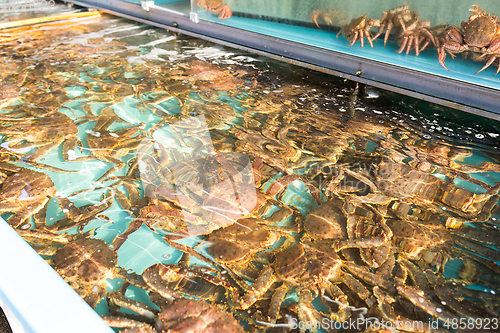 Image of Fresh snow crab in fish market