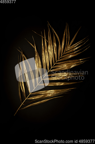 Image of Golden plant leaf on a black background, stylish minimalistic composition with copyspace