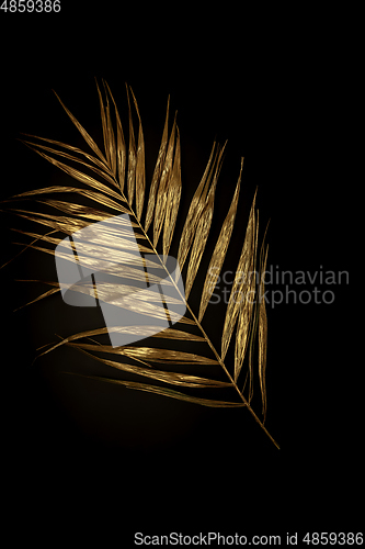 Image of Golden plant leaf on a black background, stylish minimalistic composition with copyspace