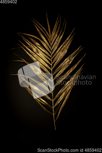 Image of Golden plant leaf on a black background, stylish minimalistic composition with copyspace