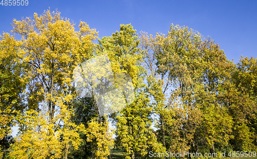 Image of autumn trees