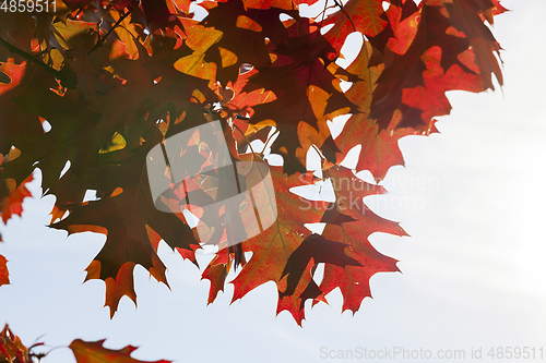 Image of red maple leaves